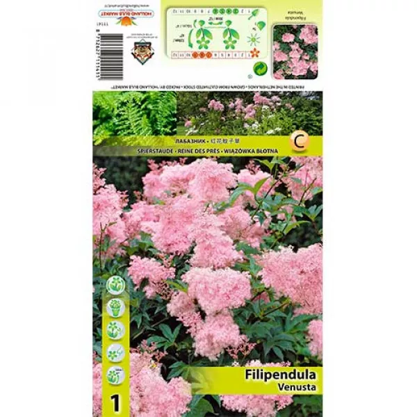 Túžobník brestový (Filipendula) Venusta Túžobník brestový (Filipendula) Venusta