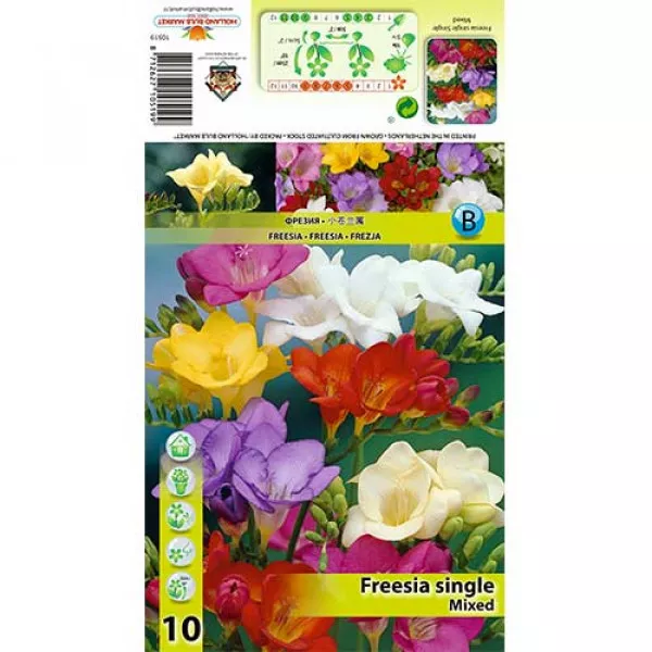 Frézia mix viacfarebný Frézia mix viacfarebný