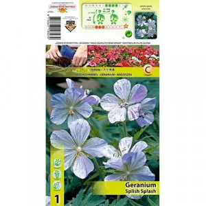 Anglický muškát (Geranium) Splish Splash