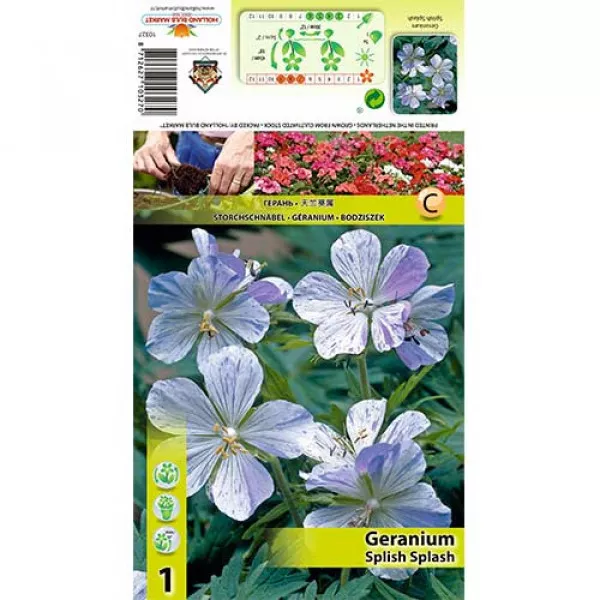 Anglický muškát (Geranium) Splish Splash Anglický muškát (Geranium) Splish Splash