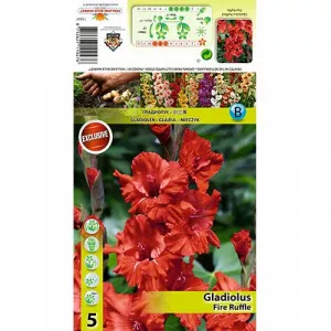 Strapkaté gladioly Fire Ruffle