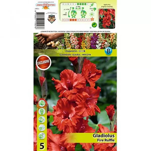 Strapkaté gladioly Fire Ruffle