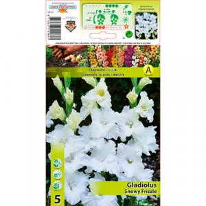 Strapkatá gladiola Snowy Frizzle