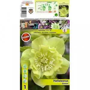 Čemerica (Helleborus) Double Ellen zelená