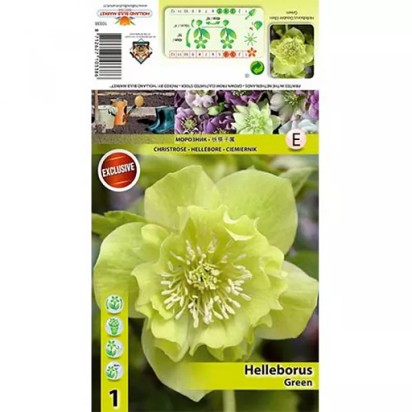 Čemerica (Helleborus) Double Ellen zelená