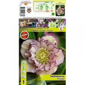 Čemerica (Helleborus) Double Ellen Picotee