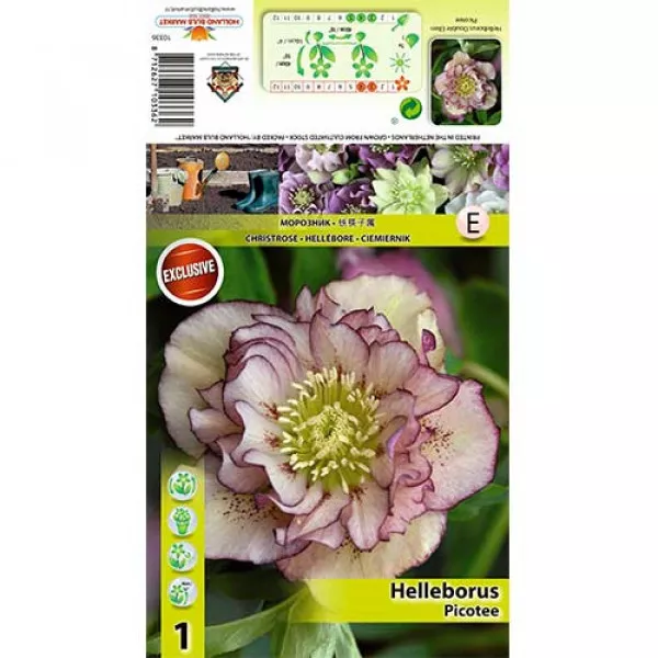 Čemerica (Helleborus) Double Ellen Picotee