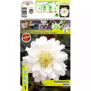 Čemerica (Helleborus) Double Ellen biela