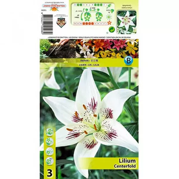 Ázijská ľalia Centerfold