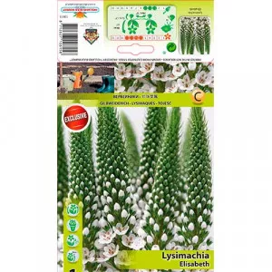 Lysemachia Elisabeth