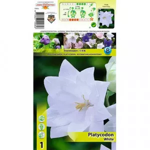 Balónovník veľkokvetý (Platycodon) biely
