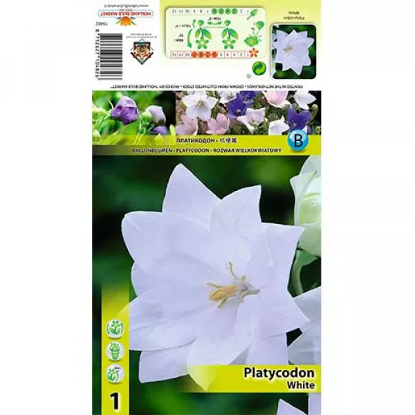 Balónovník veľkokvetý (Platycodon) biely