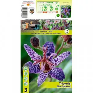Ľaliovka (Tricyrtis) Blue Spotted