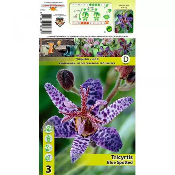 Ľaliovka (Tricyrtis) Blue Spotted