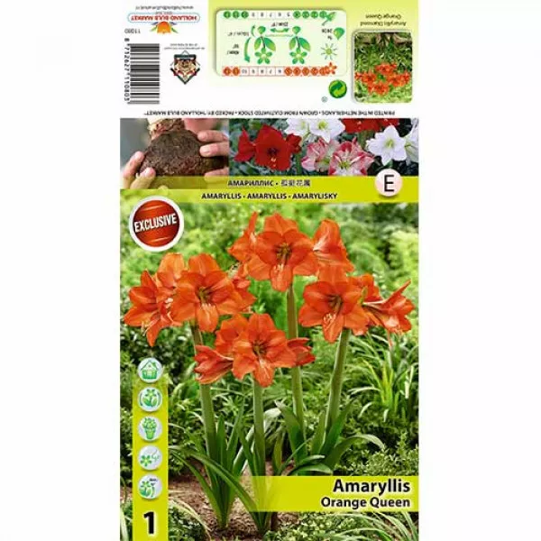 Amarylka (Amaryllis) Orange Queen Amarylka (Amaryllis) Orange Queen