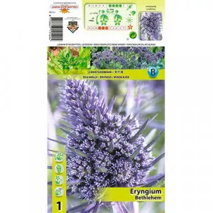 Kotúč modrý (Eryngium) Bethlehem