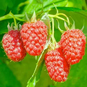 Hybrid ostružiny a maliny Loganberry