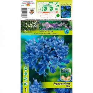 Africká ľalia (Agapanthus) modrá