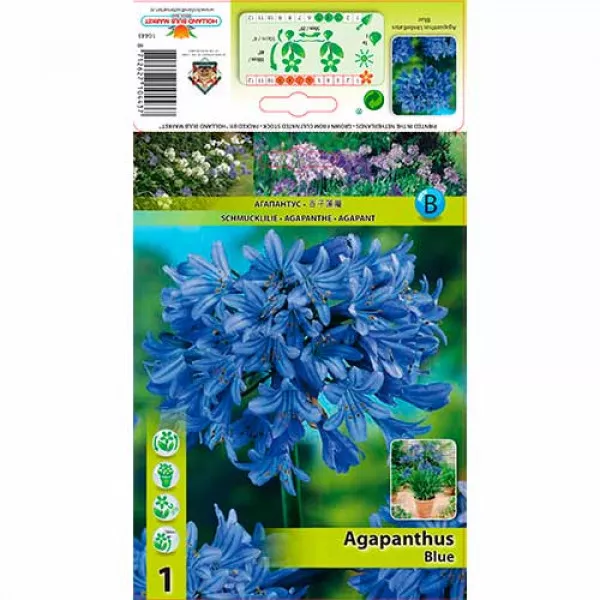 Africká ľalia (Agapanthus) modrá