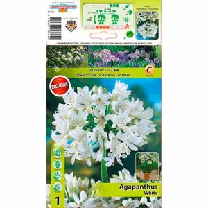Africká ľalia (Agapanthus) biela
