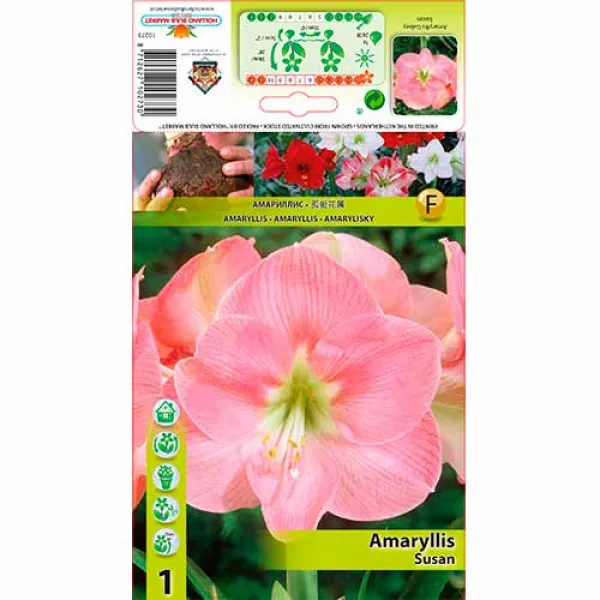 Amarylka (Amaryllis) Susan Amarylka (Amaryllis) Susan