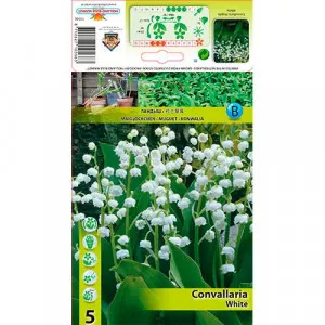 Konvalinka (Convallaria Majalis) biela