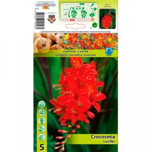 Montbrécia (Crocosmia) Lucifer