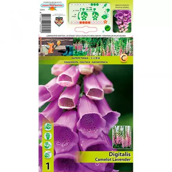 Náprstník (Digitalis) Camelot Lavender Náprstník (Digitalis) Camelot Lavender