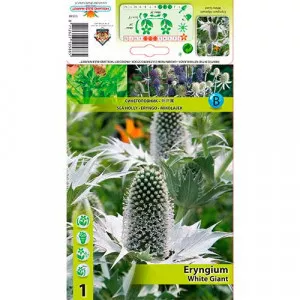 Kotúč modrý (Eryngium) White Giant