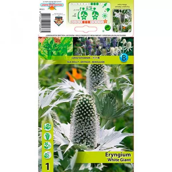 Kotúč modrý (Eryngium) White Giant