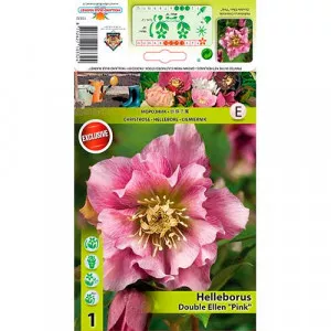 Čemerica (Helleborus) Double Ellen ružová