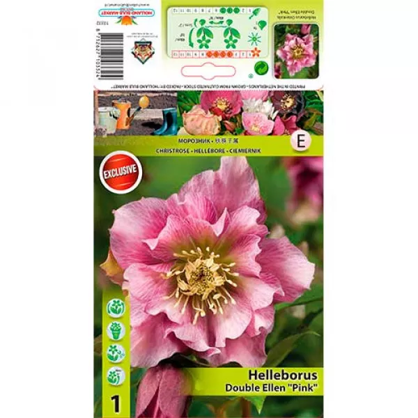 Čemerica (Helleborus) Double Ellen ružová