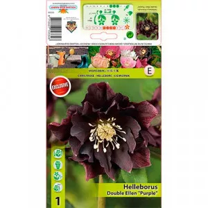 Čemerica (Helleborus) Double Ellen fialová