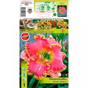 Denná ľalia (Hemerocallis) Diva's Choice