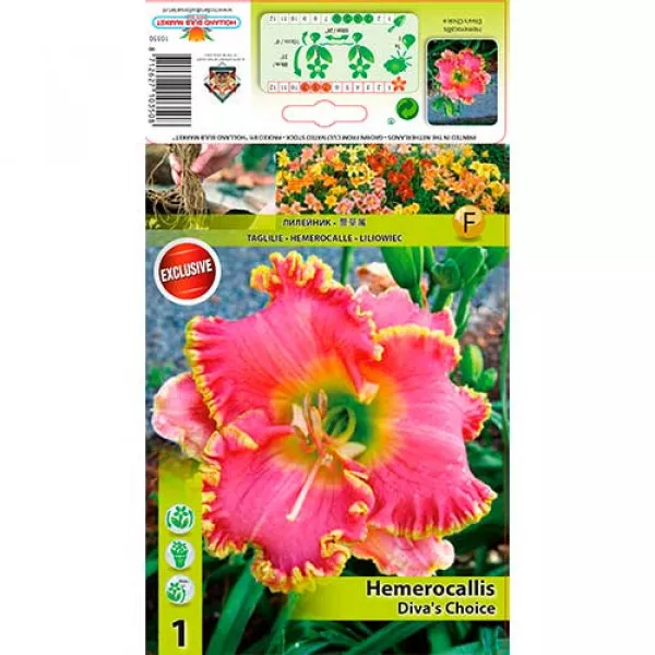 Denná ľalia (Hemerocallis) Diva's Choice