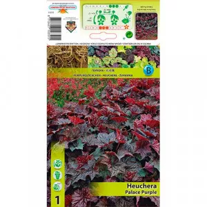 Heuchera Palace Purple