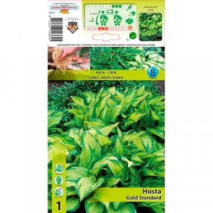 Jesenná ľalia (Hosta) Gold Standard