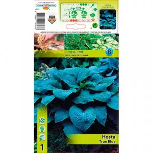 Jesenná ľalia (Hosta) True Blue
