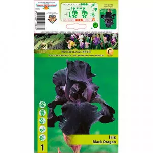 Nemecký kosatec (Iris germanica) Black Dragon