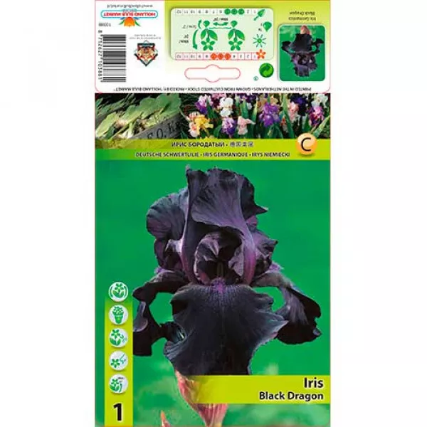 Nemecký kosatec (Iris germanica) Black Dragon