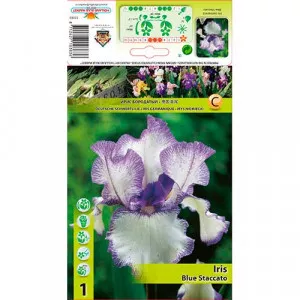 Nemecký kosatec (Iris germanica) Blue Staccato