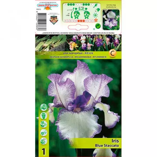 Nemecký kosatec (Iris germanica) Blue Staccato Nemecký kosatec (Iris germanica) Blue Staccato