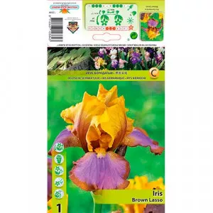 Nemecký kosatec (Iris germanica) Brown Lasso