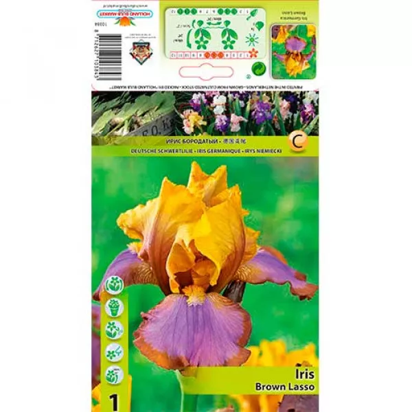 Nemecký kosatec (Iris germanica) Brown Lasso