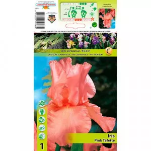 Nemecký kosatec (Iris germanica) Pink Tafette