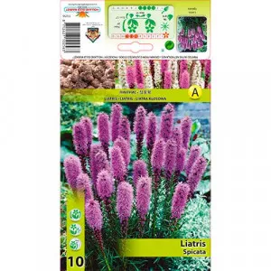 Liatra klasnatá (Liatris Spicata) ružová