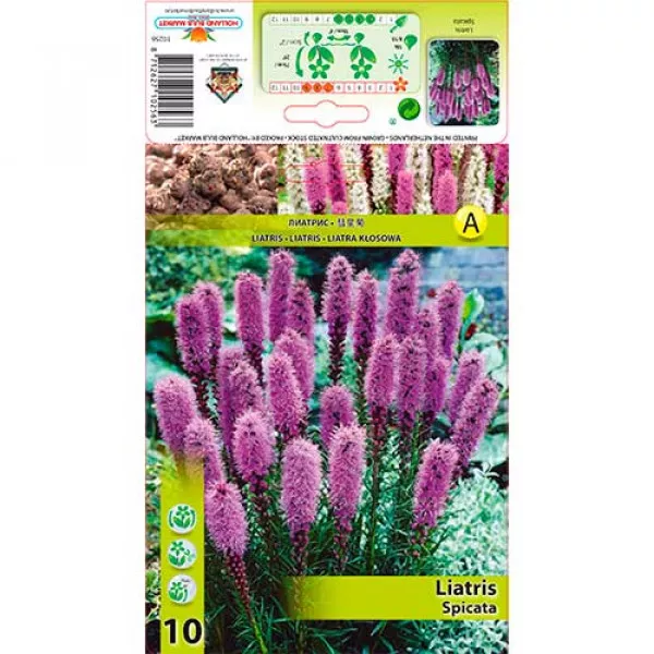 Liatra klasnatá (Liatris Spicata) ružová