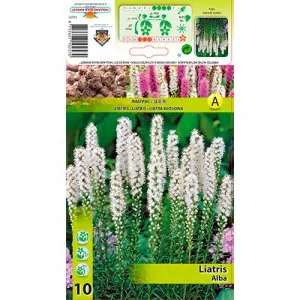 Liatra klasnatá (Liatris Spicata) biela