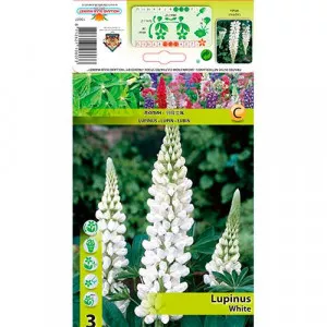 Lupina biela