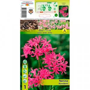 Nerina (Nerine Bowdenii) ružová
